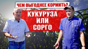 Нужно ли хозяйству сеять сорго? | Заготовка кормов 2023 | Опыт хозяйства