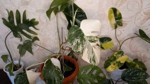 Возвращаем вариегатность филодендрону Бурле маркс, монстера Альба и другие.....