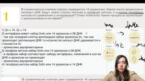 Топ-10 заданий на митоз и мейоз | ЕГЭ по биологии