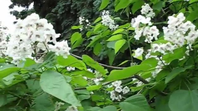 А у нас в Пензе зацвела Катальпа смотреть онлайн