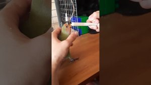 Кормление месячного птенца попугая неразлучника