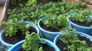 Выращивание рассады лобелии после пикировки. Подрезание лобелии в рассаде.