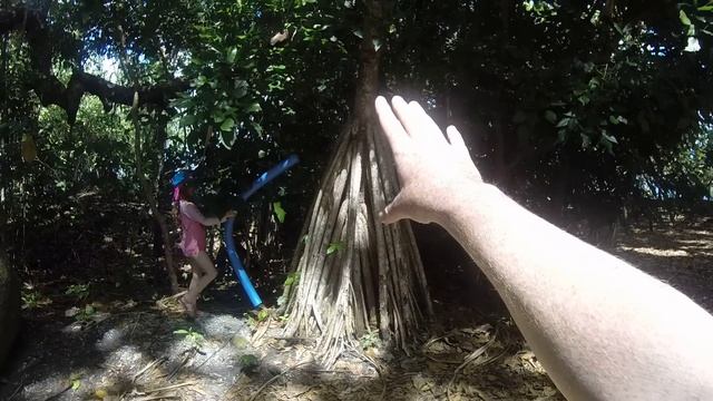 A real tree that actually walks смотреть онлайн