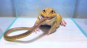 лягушка-бык ест большую змею Кормление 巨型牛蛙吃大蛇 亚洲牛蛙喂养 Giant Bullfrog Eats Big Snake Asian Feeding