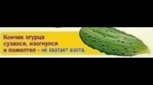 Чего не хватает огурцам? Определяем по плоду