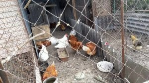 Голландские белохохлые совсем не белые и не пушистые((.avi