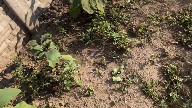 САЛЮ ОГОРОД ПО ЗАКАЗУ ЗРИТЕЛЕЙ смотреть онлайн