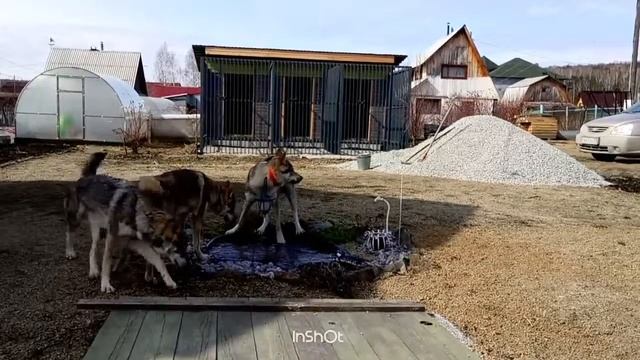 п-к Роскошная Удача. Чехословацкая волчья собака. Екатеринбург.2017.04.24 смотреть онлайн