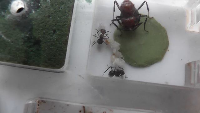 New Myrmicaria Worker смотреть онлайн