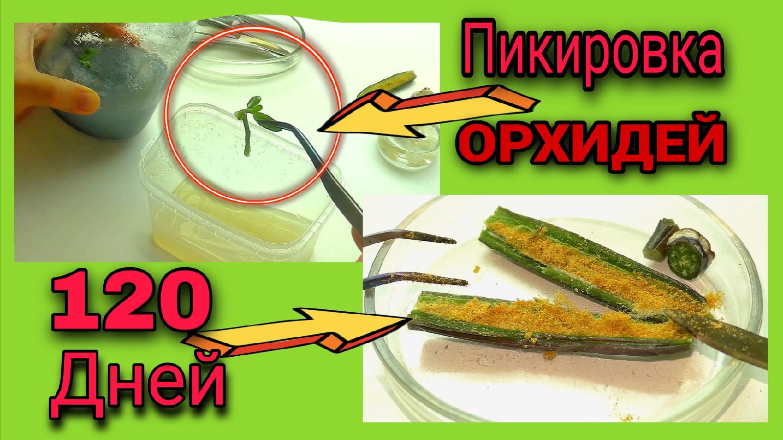 Посев орхидей из зелёного стручка Пикировка сеянцев из колбы на новую среду в контейнер.
