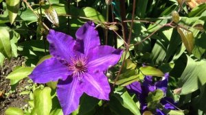 КЛЕМАТИСЫ ЦВЕТУТ  .  Сорта клематисов.  Часть 1