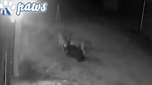 Волки нападают на ротвейлера | Леопард нападает на собаку