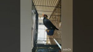 Burung beo - священная майна