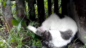 Почему у моего кота выпадает шерсть.