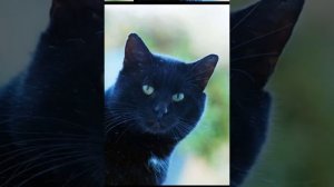 песня чёрного кота большой кошачий секрет  (из мультика большой секрет для маленькой компании )