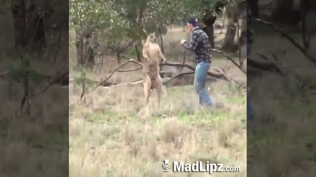 Драка с кенгуру, ржачь, приколы с животными,кенгуру избил человека. смотреть онлайн