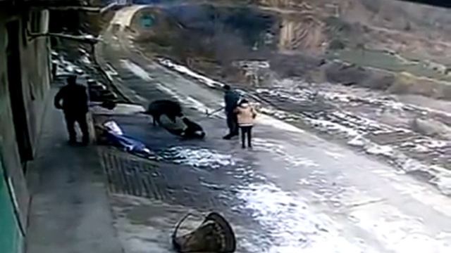 18+ Дикий кабан пришёл к людям и напал на них. Китай смотреть онлайн