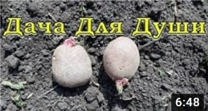 Садим КАРТОФЕЛЬ по-разному. ЭКСПЕРИМЕНТЫ продолжаются???