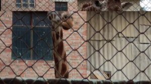 Ростовский зоопарк 2009.mp4