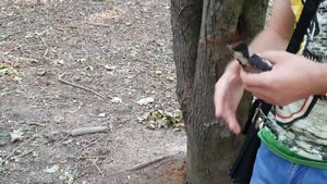 3я Часть Отпускаем Дятла на волю