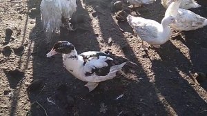 Как отличить мускусную утку от муларда. Часть 2. Правильный ответ.