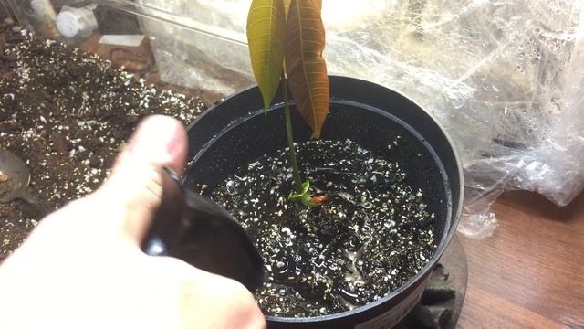 Как вырастить МАНГО!!!(ПО АКЦИИ)УЖЕ ПРЕКРАСНОЕ ДЕРЕВЦЕ смотреть онлайн