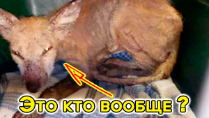 «Чупакабра? Собака? Койот?»: никто не знал, что за странное животное без шерсти бродило по городу