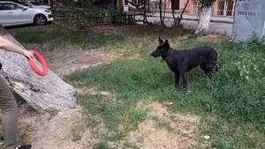 Команда "вольт" обучение