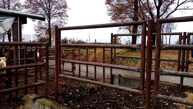 Оптовая продажа КРС по России и Странам СНГ породы симментал. Продажа КРС СИММЕНТАЛЬСКОЙ ПОРОДЫ.