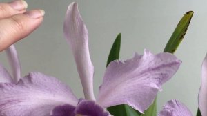 Этюд в голубых тонах Lc.Canhamiana fm. coerulea 'Azure Skies' CCM/AOS  и Vanda Sansai Blue