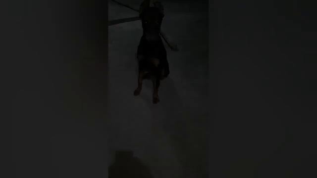 Учим добермана ловить корм. смотреть онлайн