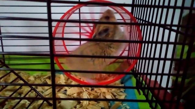 Хомяк бегает на колесе смотреть онлайн