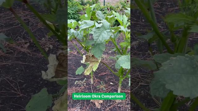 We Love These Heirlooms! #okra