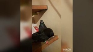 Курские голуби Дородных А. М. часть 2