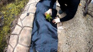 Ландшафтный дизайн своими руками . Посадка хвойных весной . Дэвид лайт. Туя Даника.