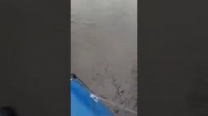 Ловля НАЛИМА осенью на перемет.