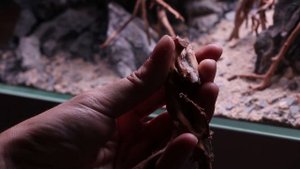 How to glue aquarium hardscape (wood & rocks)