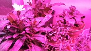 Маленькие хитрости: выращиваем ромашку дома - зимой! ???