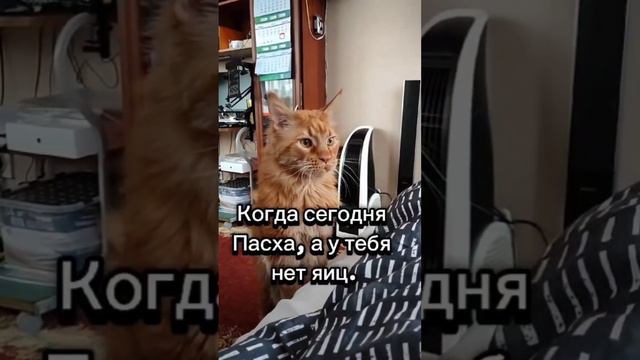 Про котейку немного вам в ленту)))