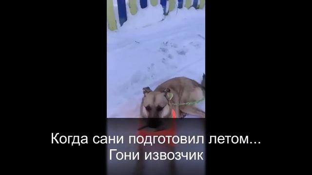 Домашний Кот. Дома и на Улице. Коты и кошки. Видео про Кошек. Смешные Кошки смотреть онлайн