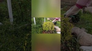 как придать форму бересклету и самшиту