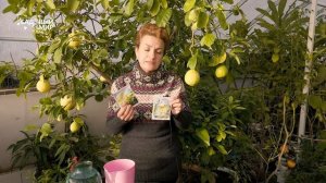 УХОД И ОШИБКИ ПРИ ВЫРАЩИВАНИЕ ЛИМОНА ДОМА