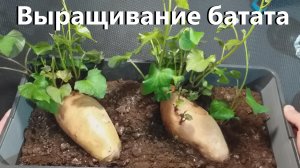 Как вырастить батат (часть 2 )