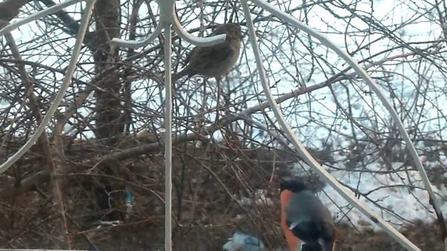 снегирь, синица, воробей смотреть онлайн