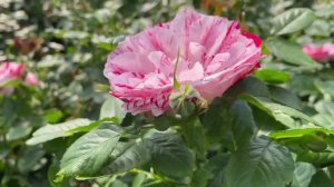 Роза флорибунда `Сентиментал`Rosa (F) `Scentimental`®