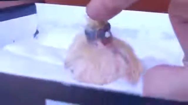 Рождение маленьких голубят, какие милые! смотреть онлайн