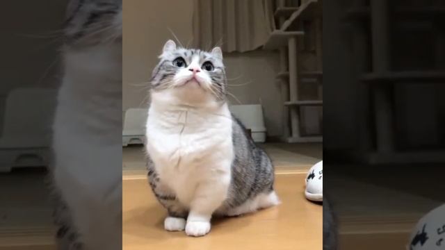 Бананчики мем с котом комару