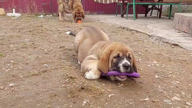 Щенки испанского мастифа 50 дней смотреть онлайн