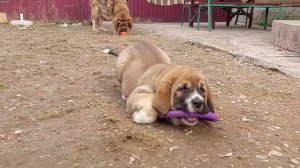 Щенки испанского мастифа 50 дней