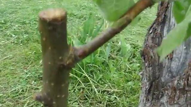 Как продлить жизнь яблоне смотреть онлайн